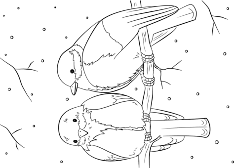 Розмальовка Зимові птахи | Розмальовки для дітей друк онлайн